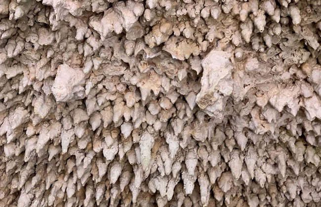 Visite des grottes de Bonaire avec snorkeling - Photo 8