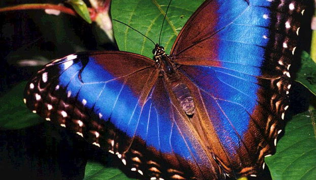 Güembé Biocentre Day Trip - Foto 3