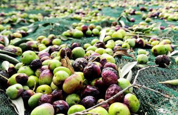 MT Seafront Residence - Foto 10