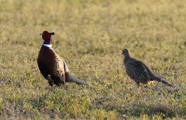 Domaine de La Thiau - Foto 36