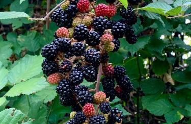 Agriturismo La Terrazza su Farfa - Foto 68