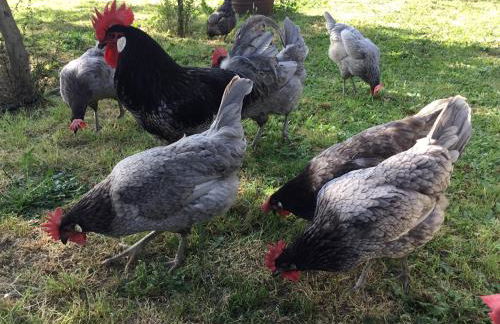 La Casa Rural Cortijo del Zoco Bajo - Foto 65