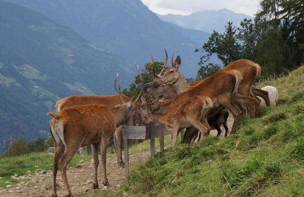 Gattererhof - Foto 36