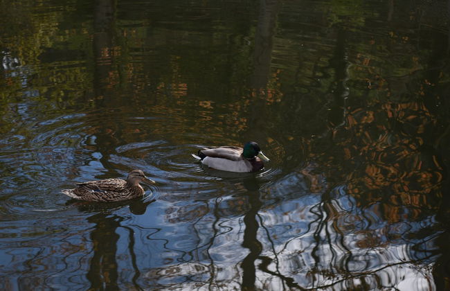 Aparthotel Quinta do Crestelo - Foto 52