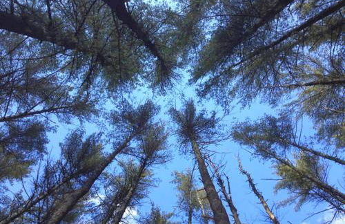 Play All Day - Sleep By The Stream at Night - Swimming Hole - Foto 15