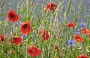 Ferienwohnungen "Christelhof" - Foto 12