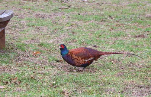 Woodpecker Lodge - Foto 28