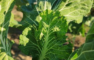 Casa da Mata - Foto 51