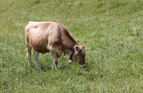 Ferienwohnung Gipfelblick - Foto 16