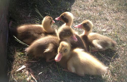 Willow Court Farm-Studio North & Petting Farm, 8 mins from Legoland & Windsor, 15 mins from Lapland UK - Photo 37