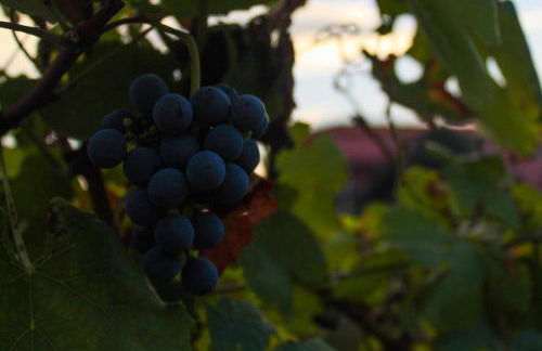 Quinta de Baixo - Photo 29