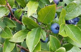 Deer Valley Retreat, Lovely Log Cabin with Fireplace & Garden Views- Perfect for a Relaxing Getaway! - Foto 33