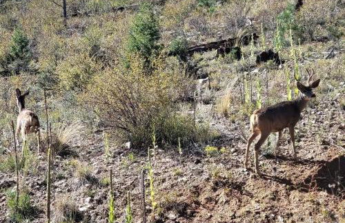 Hot Tub and Scenic Views at The Bailey Lodge - Foto 55