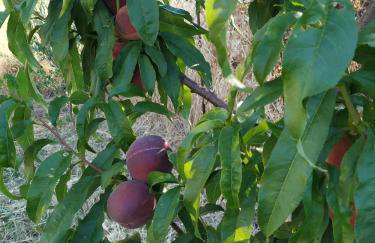 xenios Z rustic rural cottage - Foto 15