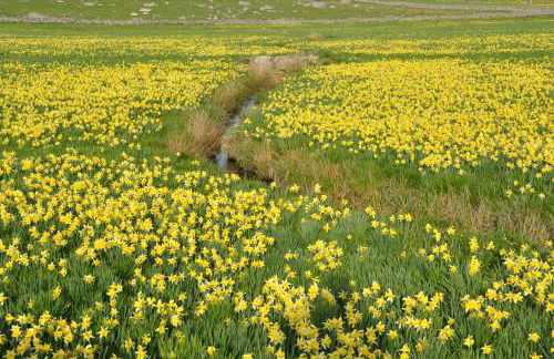 Gîte La Belle Aubrac - Photo 11