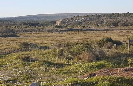 BAMBOU NATURE - Foto 27