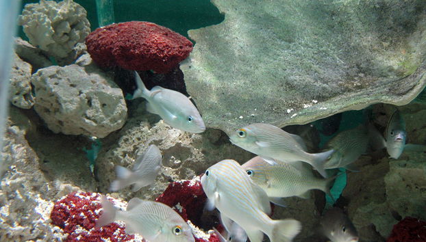 Key West Aquarium - Photo 4