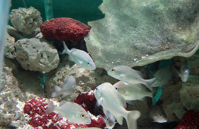 Key West Aquarium - Foto 4