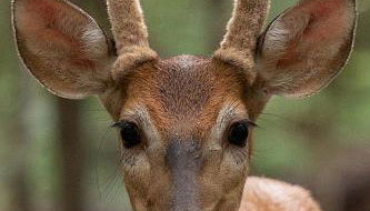 Cricket by the Creek - Creek, Gym, Trails, Kayaks - Foto 2