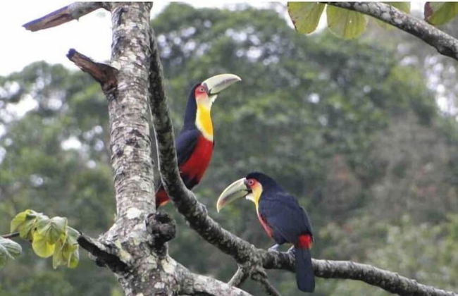 Yumi Chalés Ilhabela - Foto 60