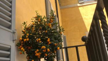 NEW! BELLISSIMO PalazzoFranchi Pantheon - Foto 4, sunbed