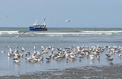 Appartement face mer - Photo 2