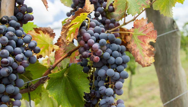 Visit to Bodega Gamboa Winery - Photo 3