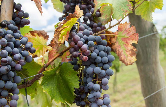 Visit to Bodega Gamboa Winery - Photo 3