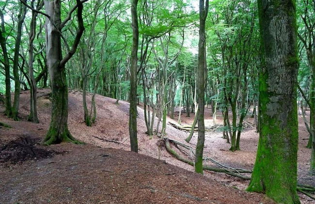 Bungalow in Veluwe Near Harderwijk - Photo 32