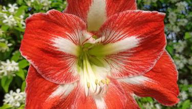Amaryllis Case Vacanza - Foto 5, Garden