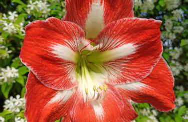 Amaryllis Case Vacanza - Photo 5