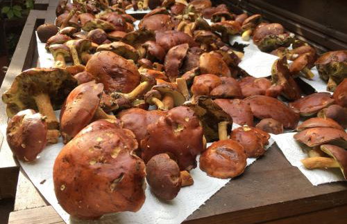 Apartamenty pod Wiciokrzewem - Foto 17