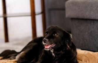 birds-nest Ferienwohnung Waldblick Kamin - Foto 21