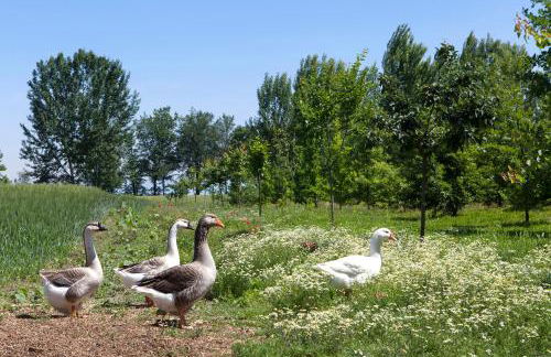 Corte Mainolda - Foto 61