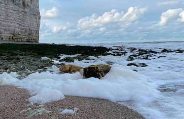 Yport, maison de pêcheur avec jolie terrasse. - Foto 37
