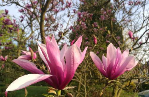 Bonsai-Apartment III An der Hufeland Therme - Foto 24