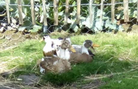 Schäferwagen auf'm Minibauernhof in Munster - Foto 32