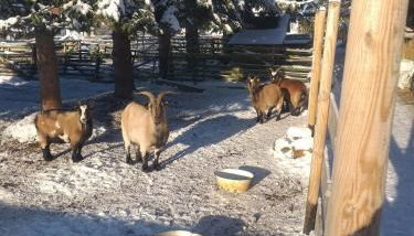 Ferienwohnung Sonnenschein mit kleinem Bauernhof - Foto 3