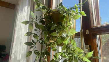 Idyllische Ferienwohnungen in Mossendorf Blick zur Naab - Foto 5, Garden, Garden view