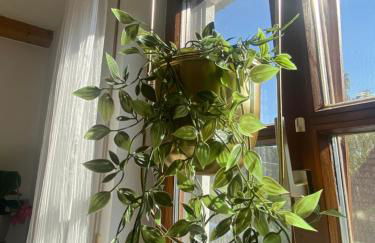 Idyllische Ferienwohnungen in Mossendorf Blick zur Naab - Foto 5