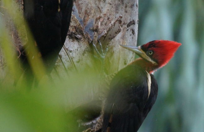 Sítio Rodamonte - Foto 30