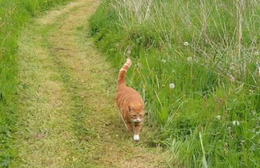 The Potting Shed near Tenby, 100" Projector, Four poster bed, On-site HOT TUB access via Spa Pack - Photo 10