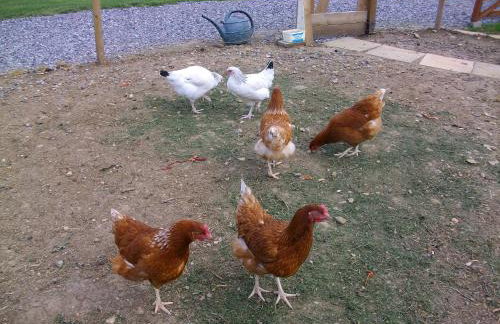 The Old Cowstall - Foto 22