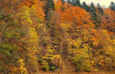 Dębowe Zacisze - Photo 14