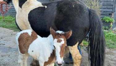 Grade II Listed Farmhouse, Pool, Hot Tub, Games Room, Celebration Hall, Car Park, 10ppl, 45 min from Central London - Foto 4