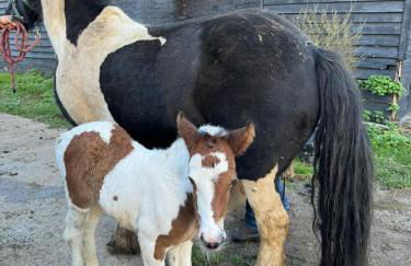 Grade II Listed Farmhouse, Pool, Hot Tub, Games Room, Celebration Hall, Car Park, 10ppl, 45 min from Central London - Foto 4