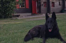 Leśna Kopuła - Foto 30