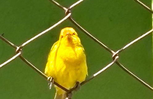 Chácara do Paulinho - Foto 37