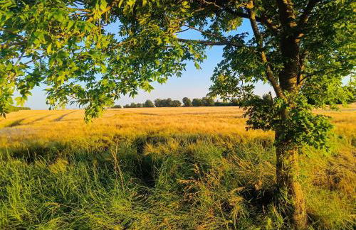 "Giseldas Rosen" - Allergikerfreundliche Ferienwohnung mit Wintergarten - Foto 21
