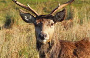 SAORSA CABIN - Foto 24